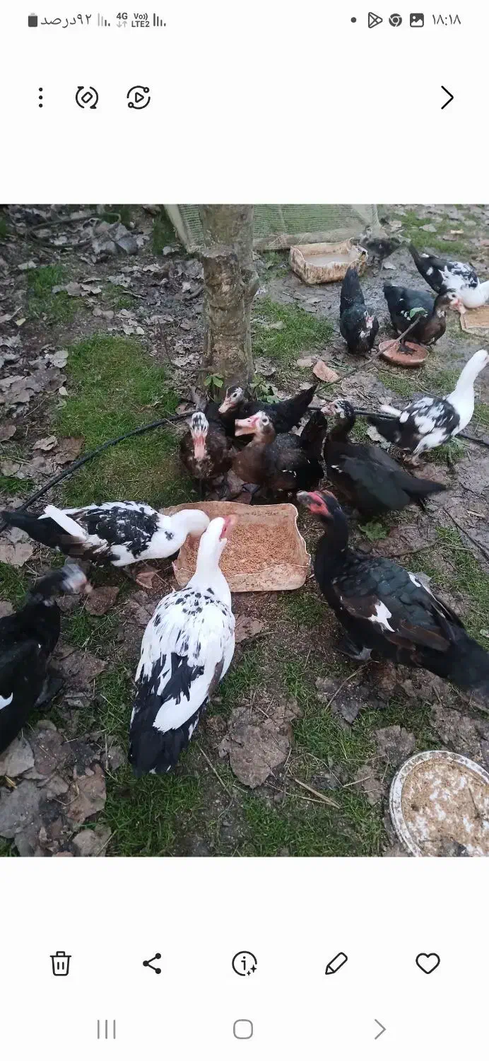 اردک اسراییلی|حیوانات مزرعه|کوچصفهان, |دیوار