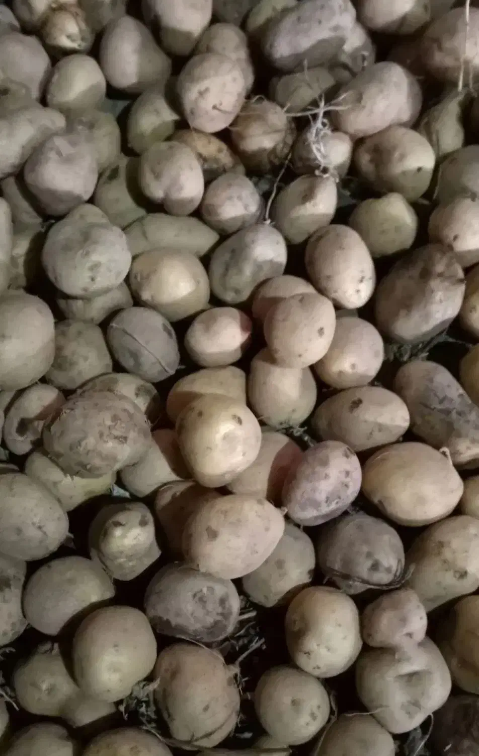 سیب زمینی نارن از تخم‌مرغ کوچکتر|خوردنی و آشامیدنی|ماکو, |دیوار