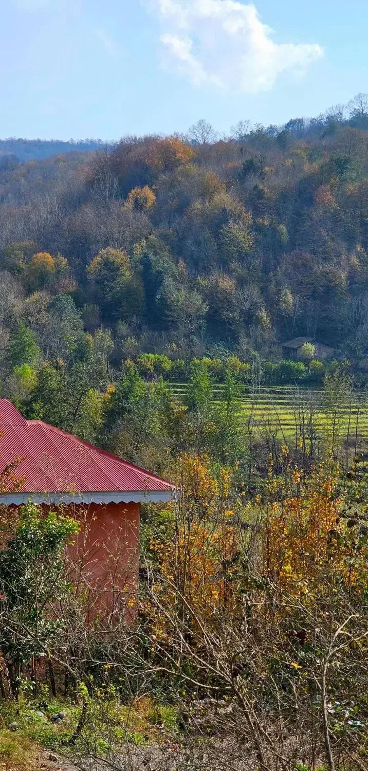 کلبه جنگلی با ویو بینظیر|اجارهٔ کوتاهمدت ویلا و باغ|رشت, باهنر|دیوار