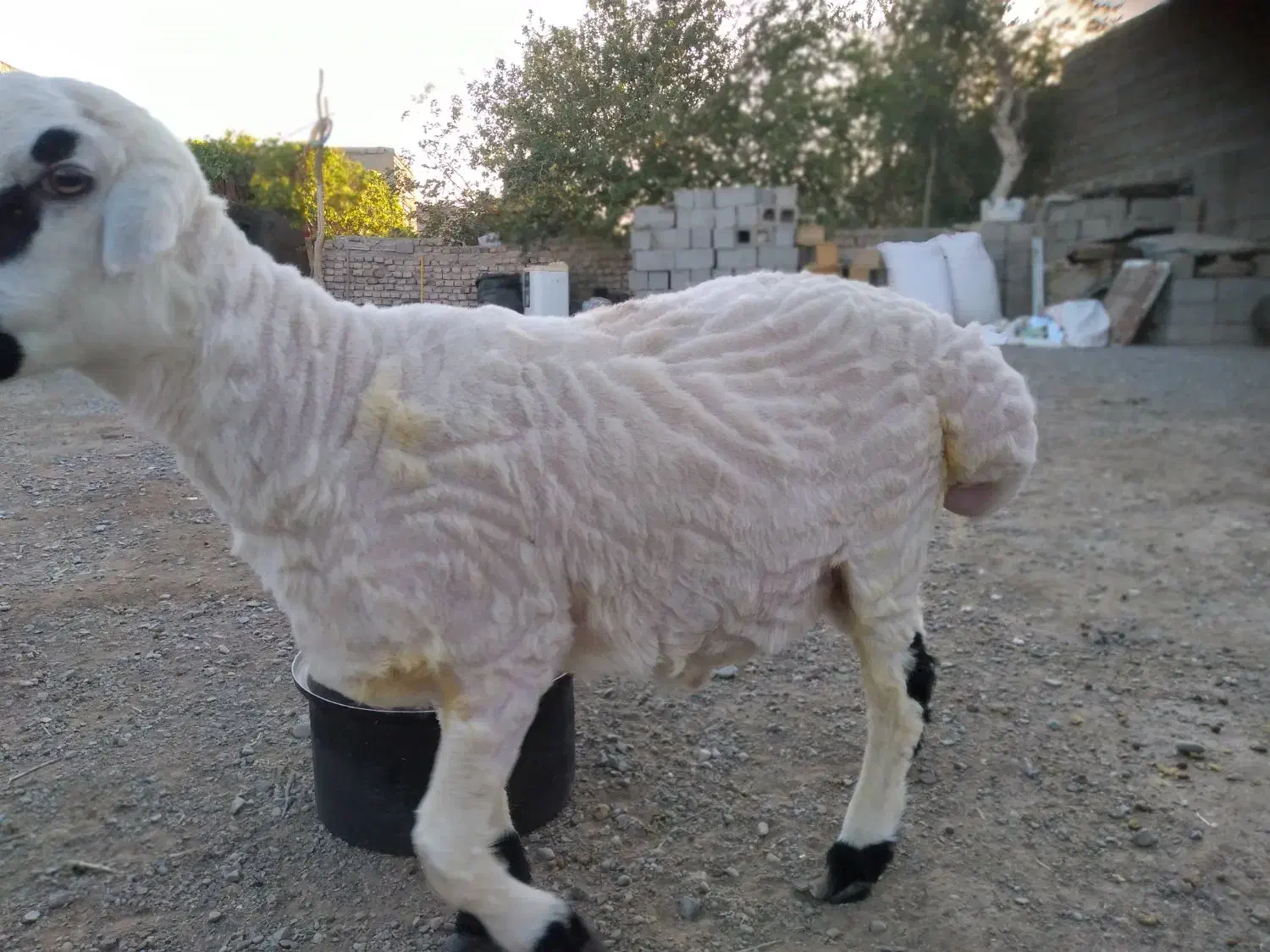 بره نر یکساله.چاق چله گوشتی .هر کسی خواست میفروشم|حیوانات مزرعه|خمک, |دیوار