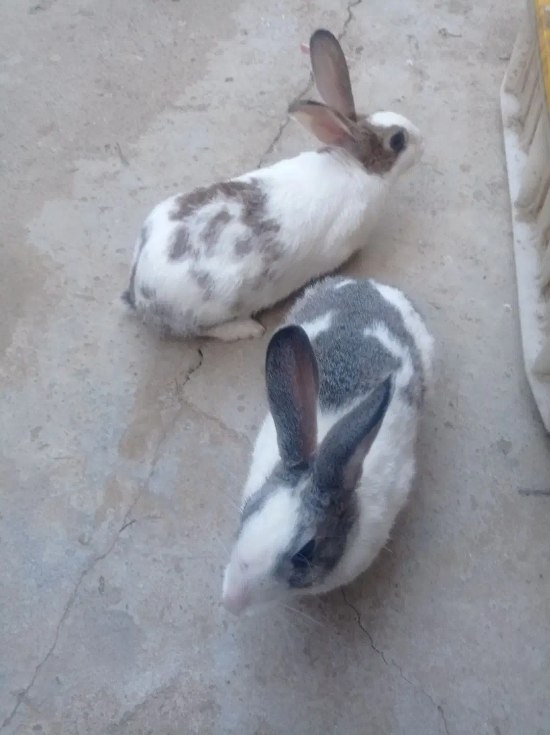 فروش یه جفت خرگوش خارجی|موش و خرگوش|بانه, |دیوار