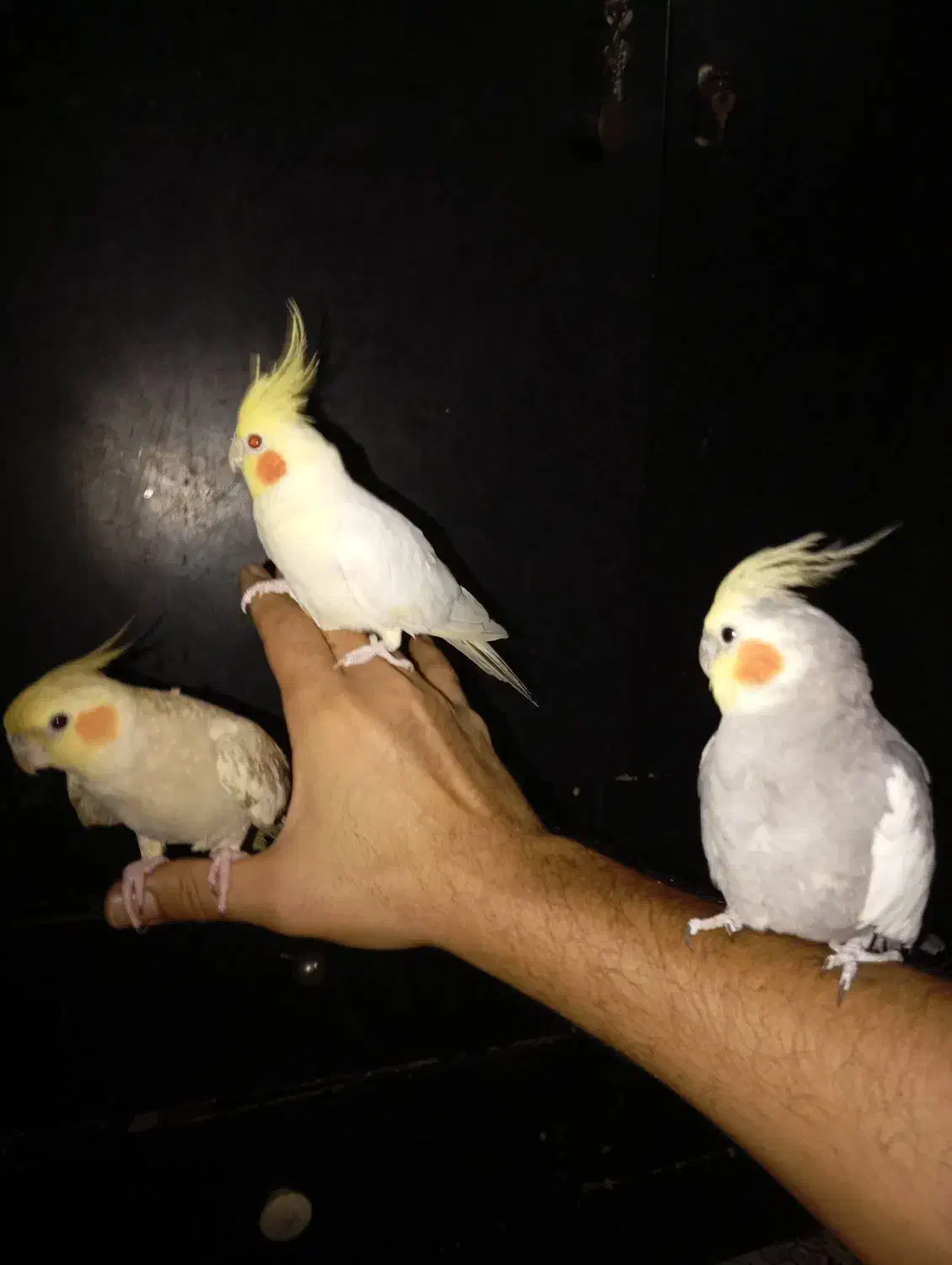 کوتوله و عروس وقفس|پرنده|قم, نیروگاه|دیوار