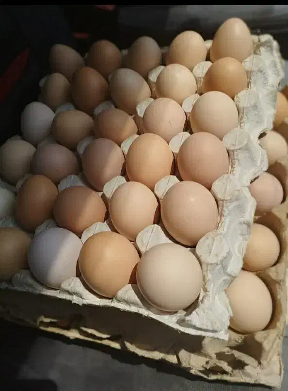 تخم مرغ محلی ارگانیگ تازه و درشت|خوردنی و آشامیدنی|قم, قلعه کامکار|دیوار