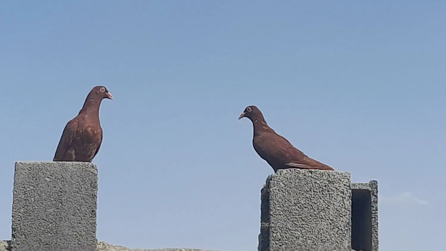 کبوتر سرخ|پرنده|پیر بکران, |دیوار
