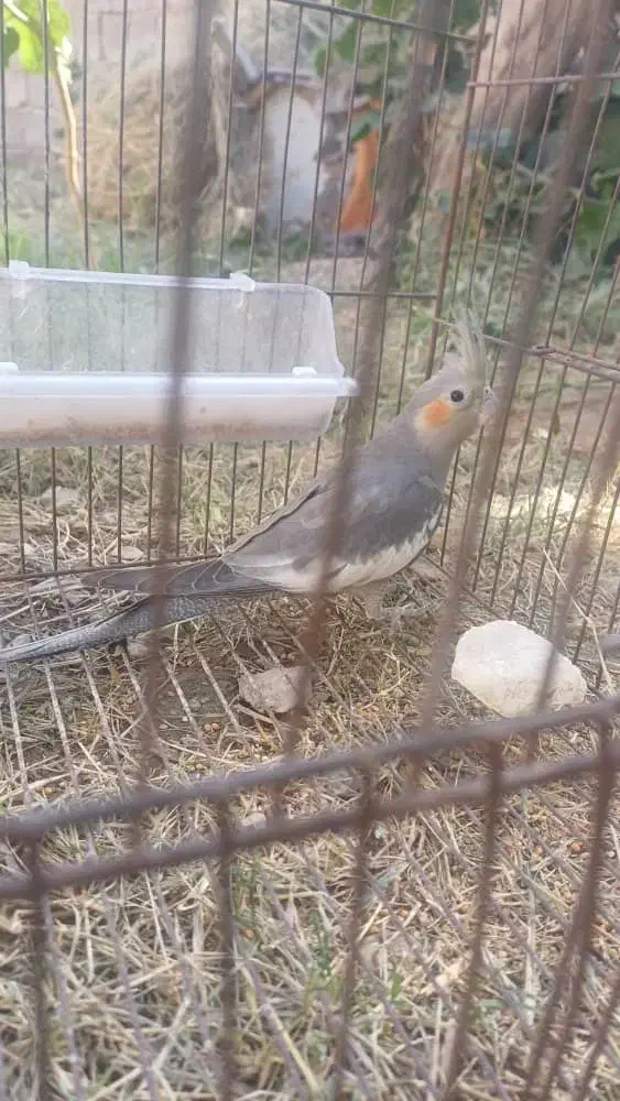 عروس هلندی زیبا و بازیگوش|پرنده|دهلران, |دیوار