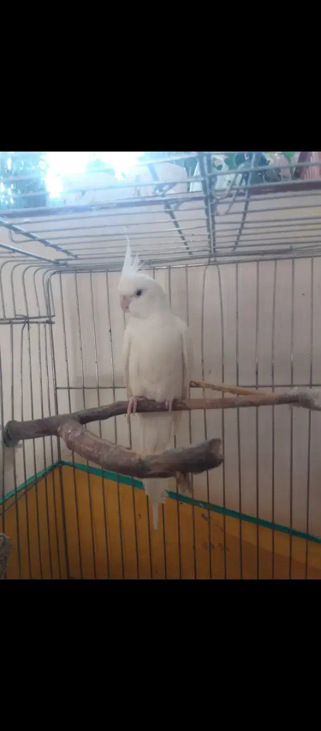 جفت عروس هلندی آلبینو مولد|پرنده|اردبیل, |دیوار