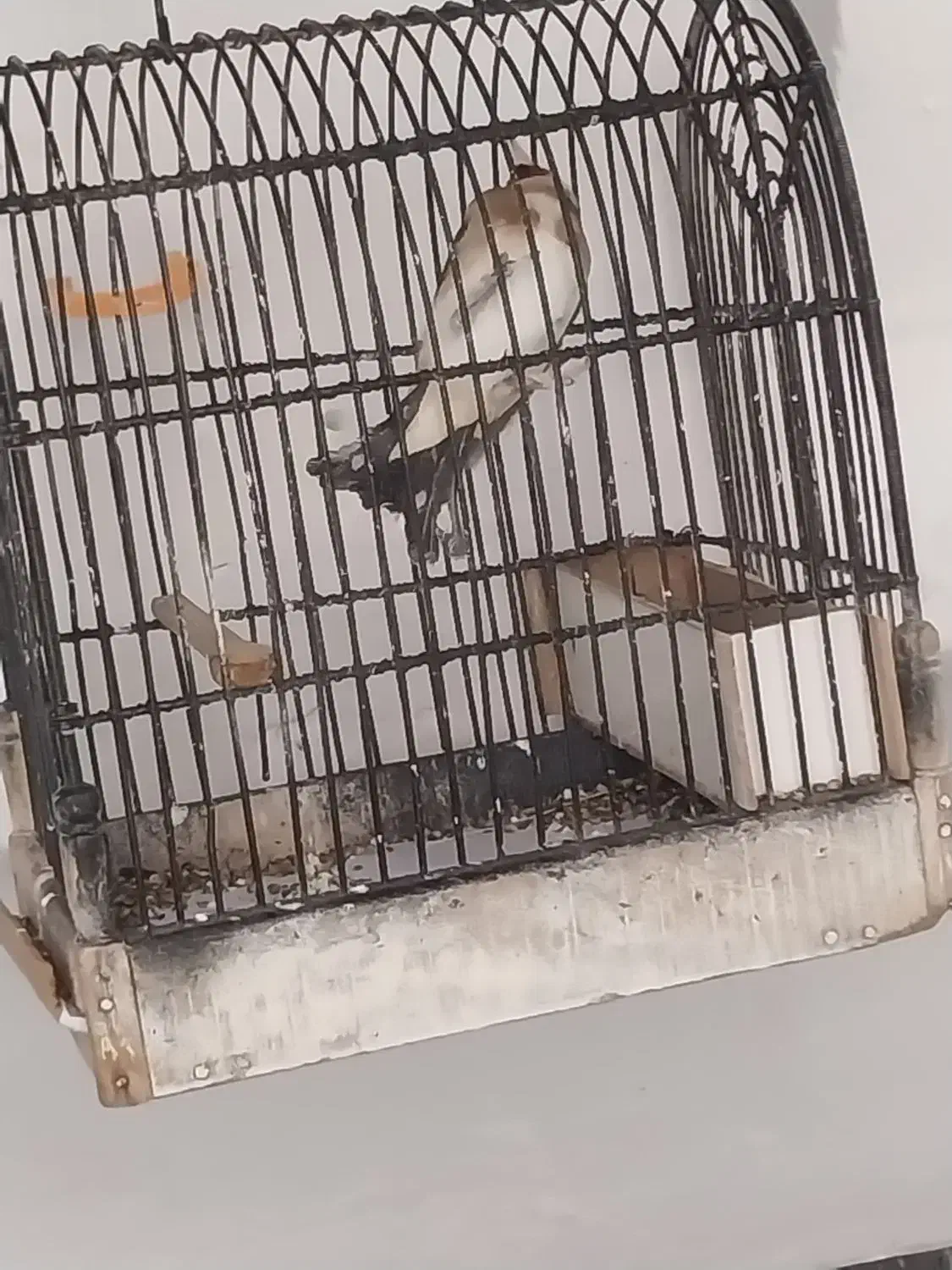 سهره|پرنده|ازنا, |دیوار