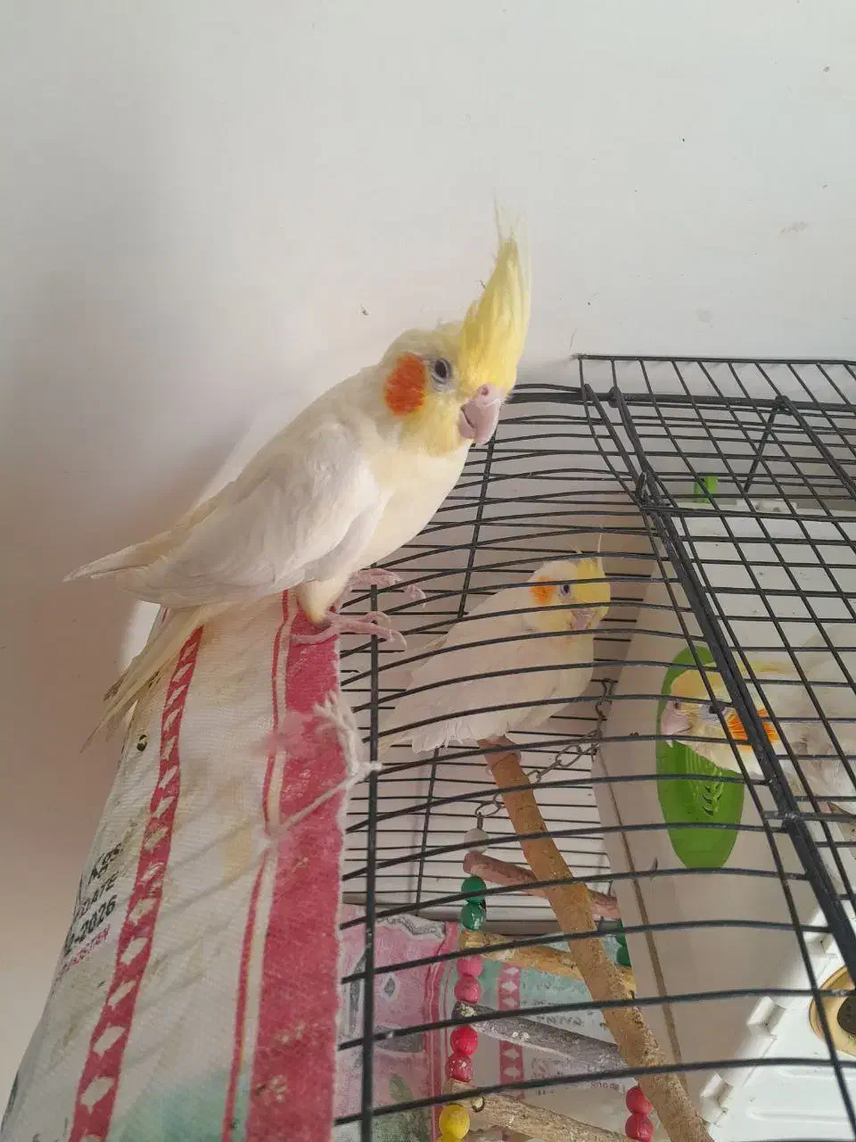 عروس هلندی ۳ عدد|پرنده|مشهد, آزادشهر|دیوار