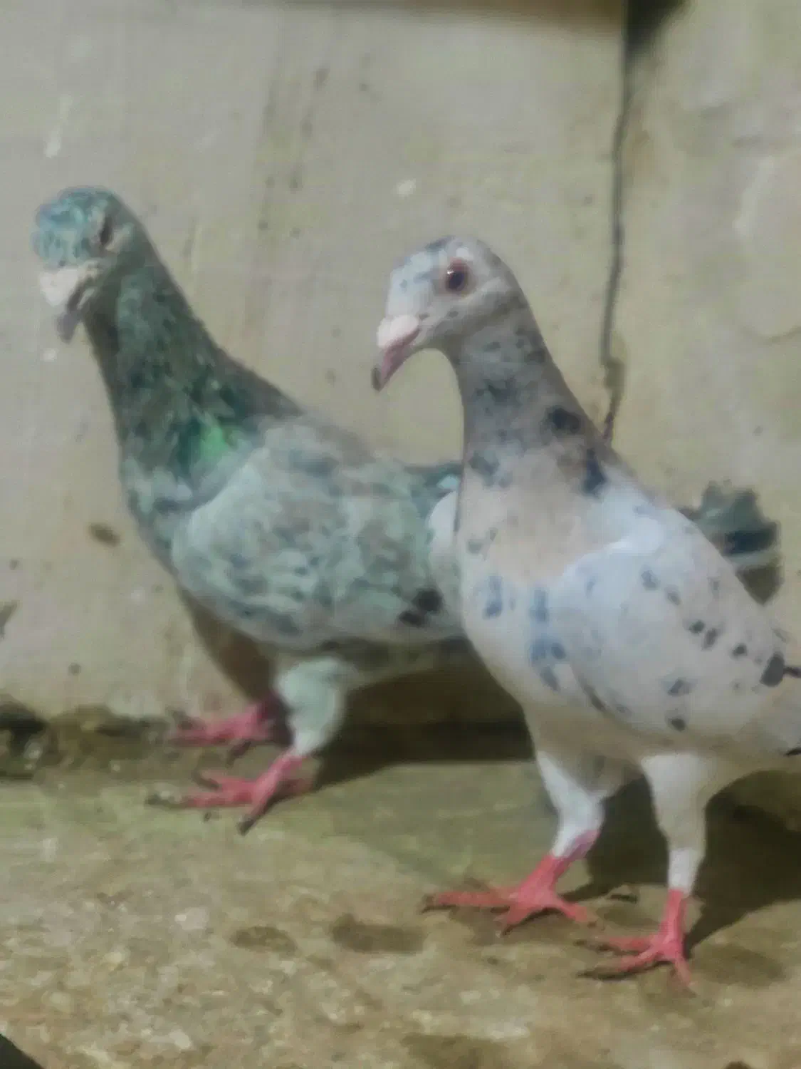 سار هفت رنگ خطی|پرنده|تربت‌حیدریه, اندیشه|دیوار