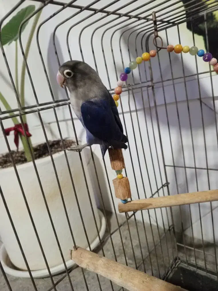 طوطی برزیلی|پرنده|ملارد, |دیوار