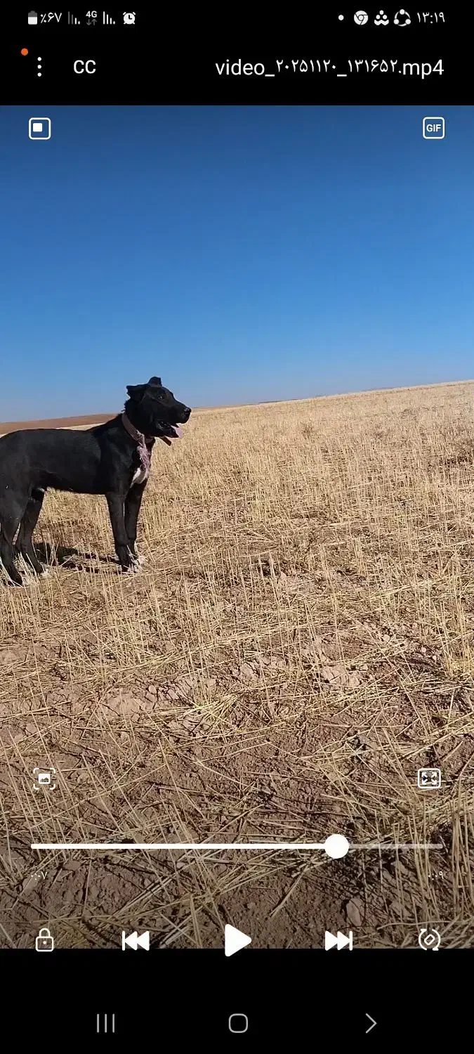 توله ۸ماهه ۱۵ملیون|سگ|سجاس رود, |دیوار