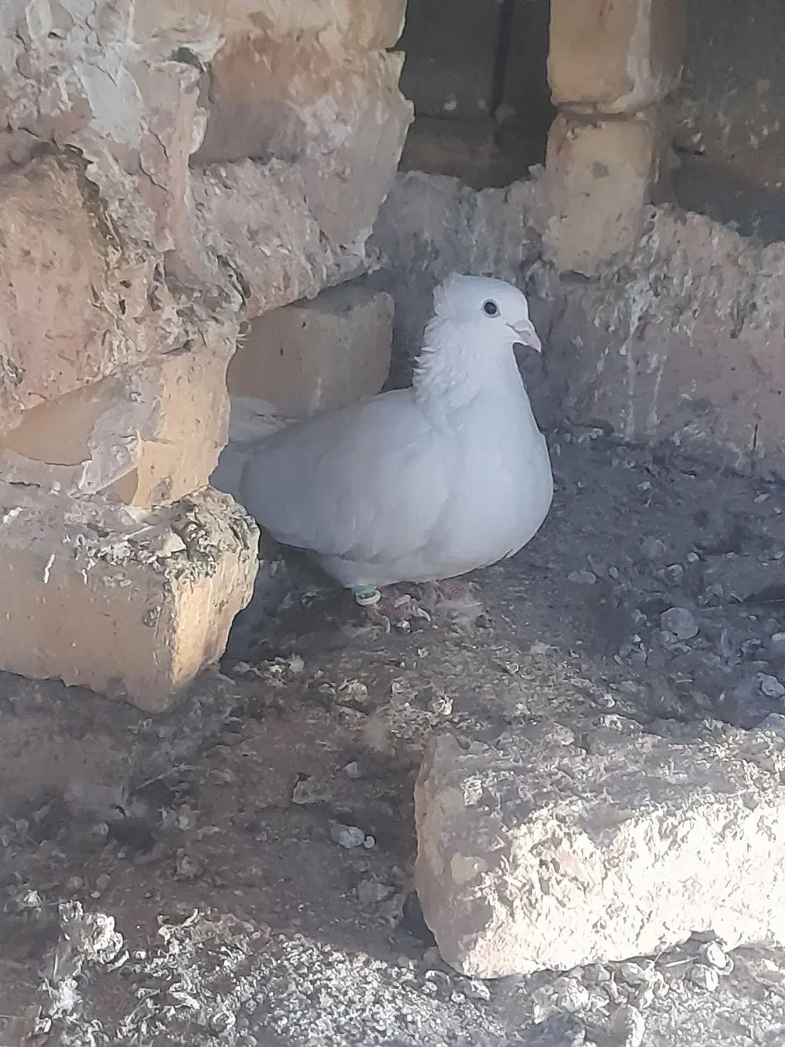 سفید کاکلی|پرنده|عطاملک, |دیوار