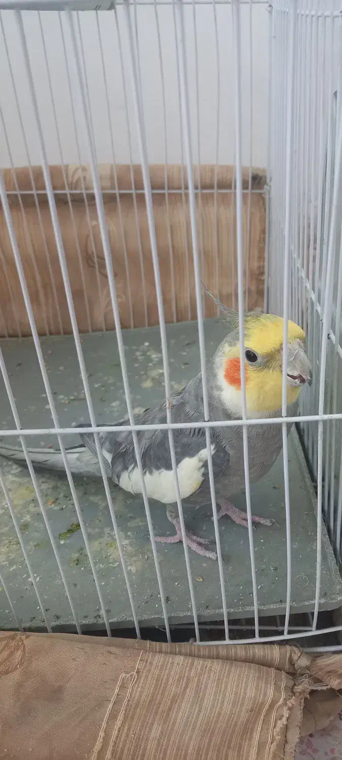 فروش عروس هلندی|پرنده|نقده, |دیوار