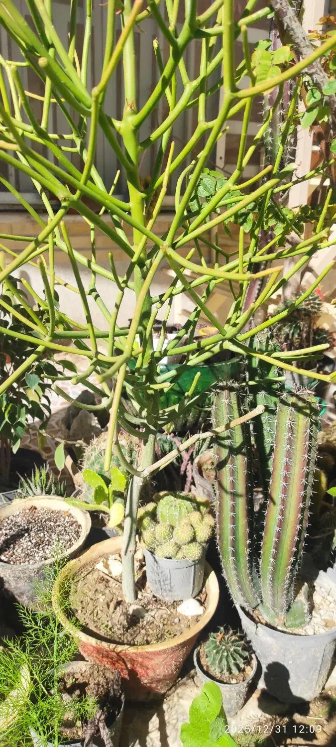 کاکتوس|گل و گیاه طبیعی|کازرون, |دیوار