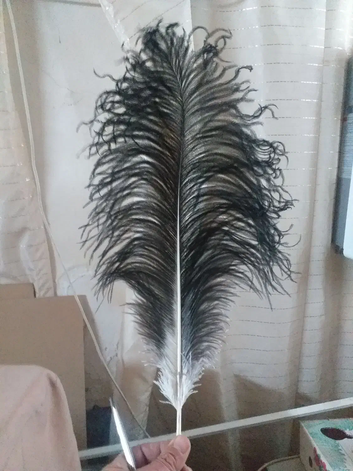 پرشترمرغ|حیوانات مزرعه|اصفهان, گلزار|دیوار