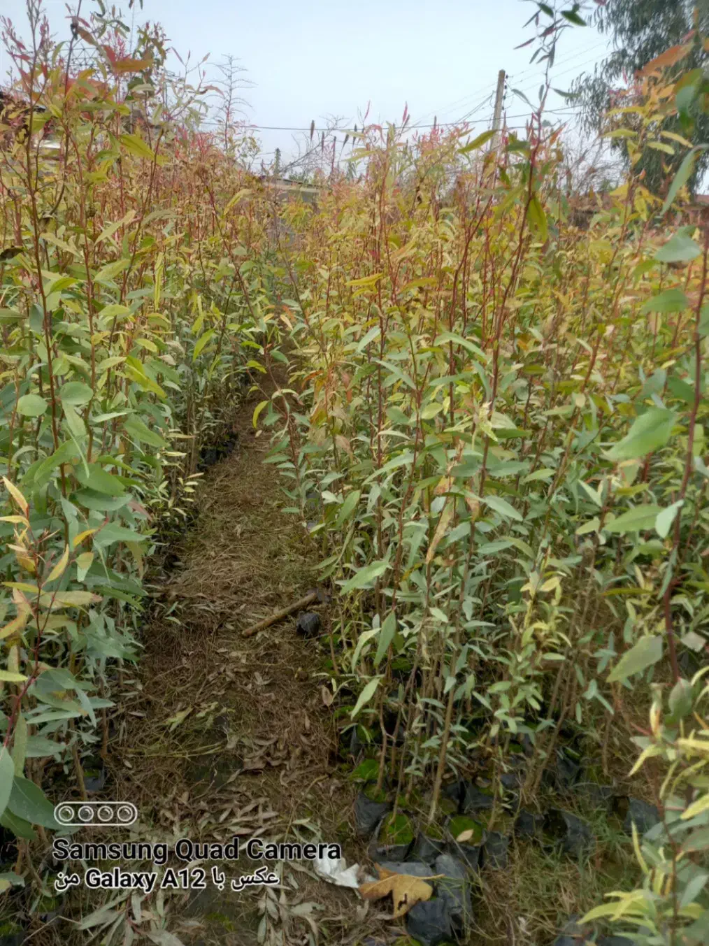 نهال اکالیپتوس ۲ ساله و ۱ ساله|خدمات باغبانی و درختکاری|علی‌آباد کتول, |دیوار