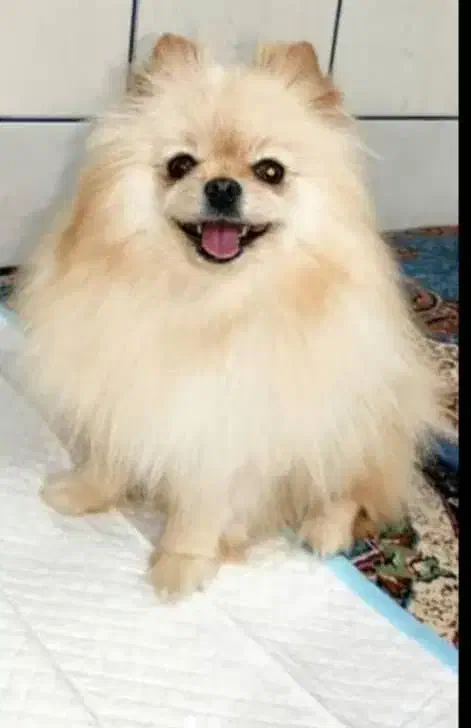 پامرین خرسی|سگ|مرودشت, فرهنگ|دیوار