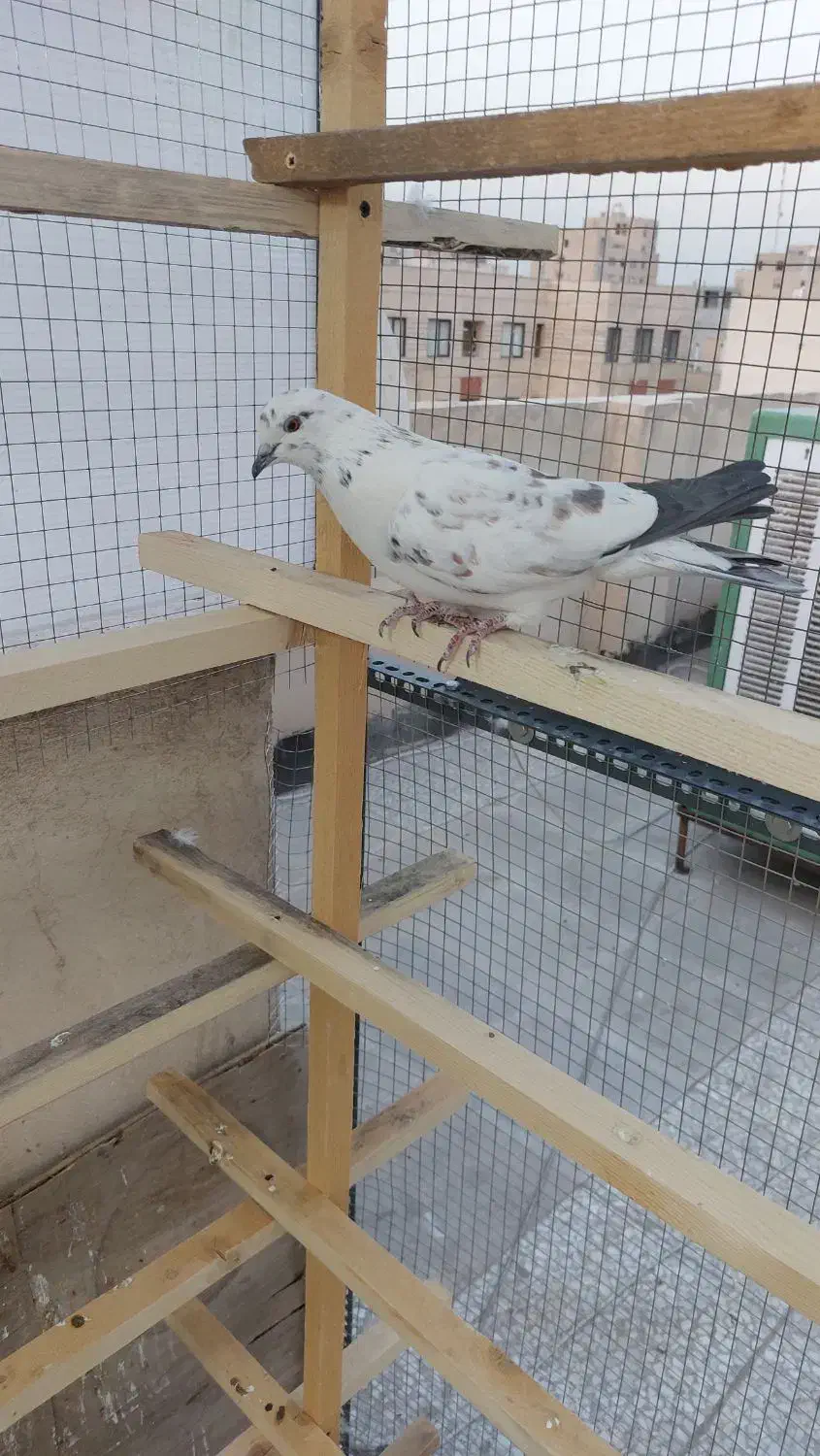 کفتر گرفتنی|پرنده|تهران, بریانک|دیوار