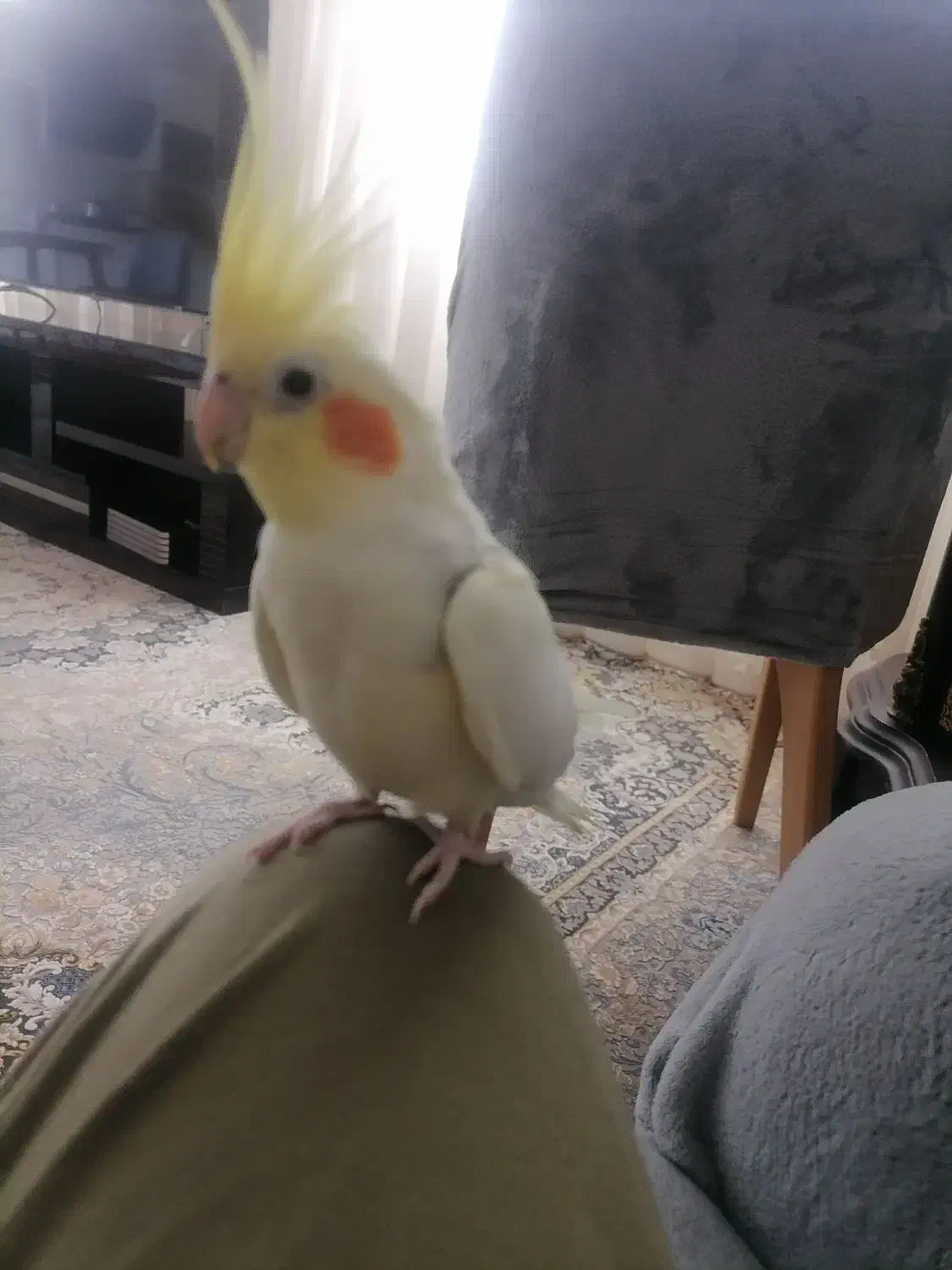 عروس هلندی جفت|پرنده|تاکستان, |دیوار