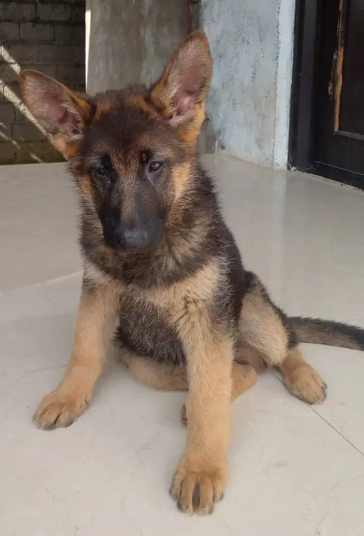 سگ ژرمن ۷ماهه ماده|سگ|بندر انزلی, طالب آباد|دیوار