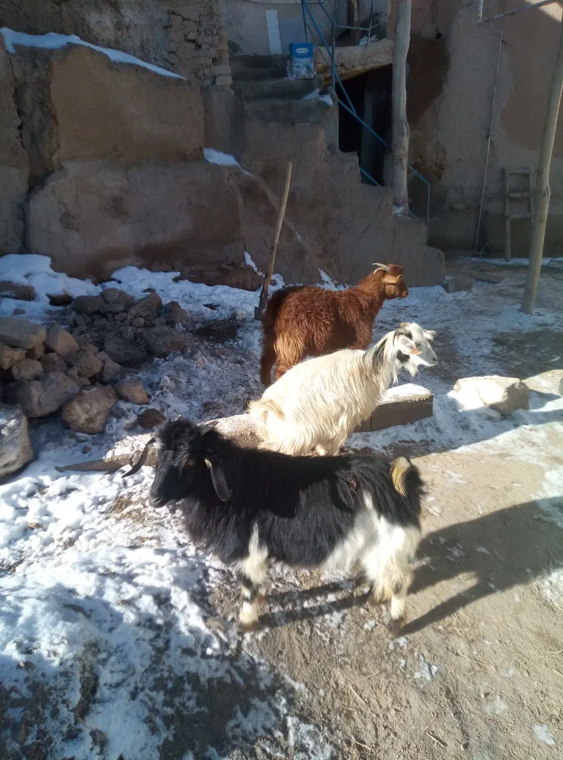 بز نر و ماده|حیوانات مزرعه|قروه, |دیوار