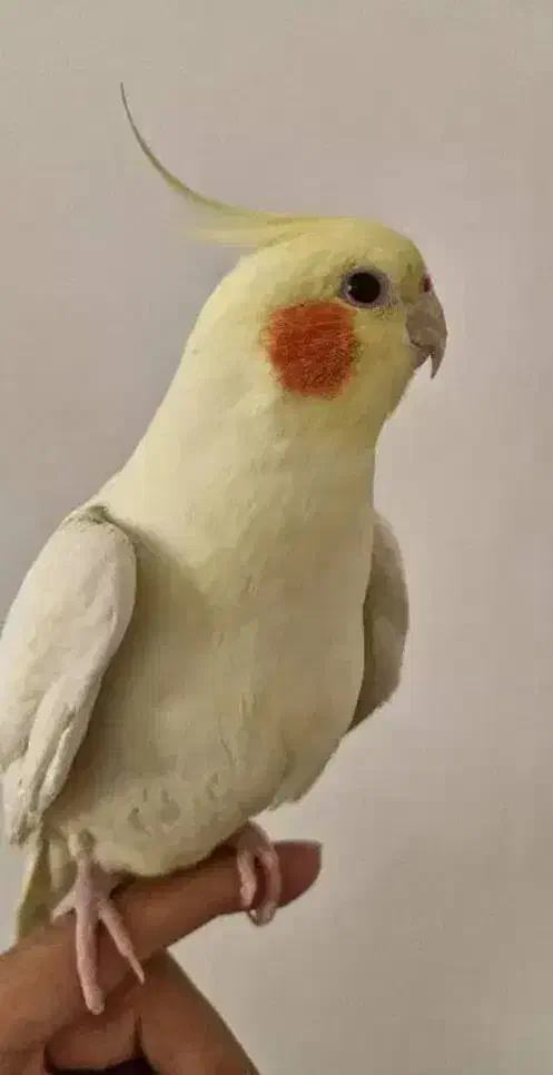 عروس هلندی نر دستی و مست|پرنده|کارون, |دیوار