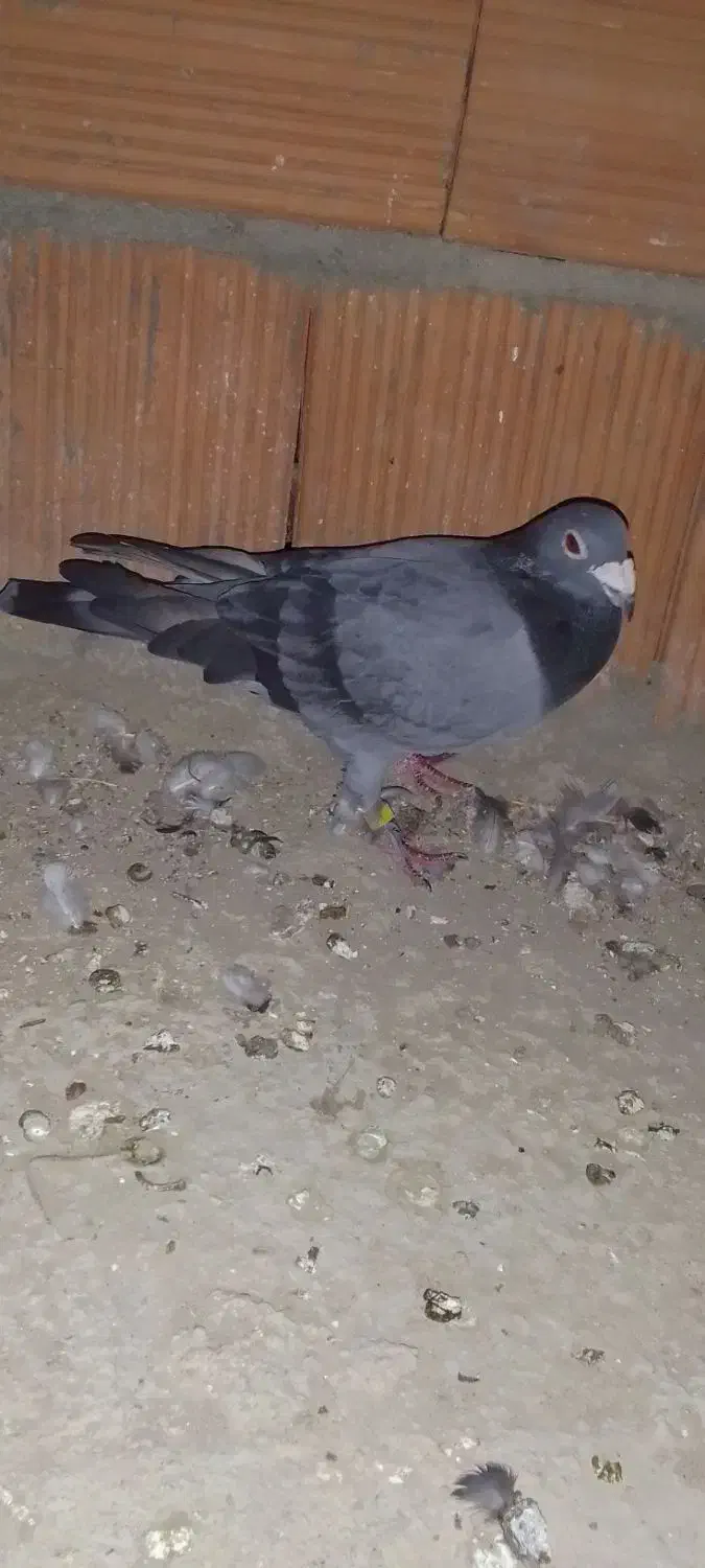 کبوتر غروب بازی|پرنده|گنبد کاووس, |دیوار