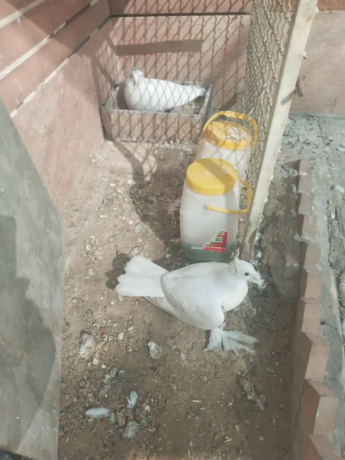 کبوتر تمام سفید بدون خط وخال پاپری( راعبی)|پرنده|اصفهان, سرتاوه|دیوار