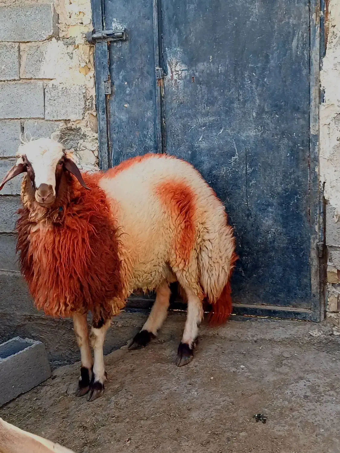 بره قوچی|حیوانات مزرعه|تایباد, |دیوار