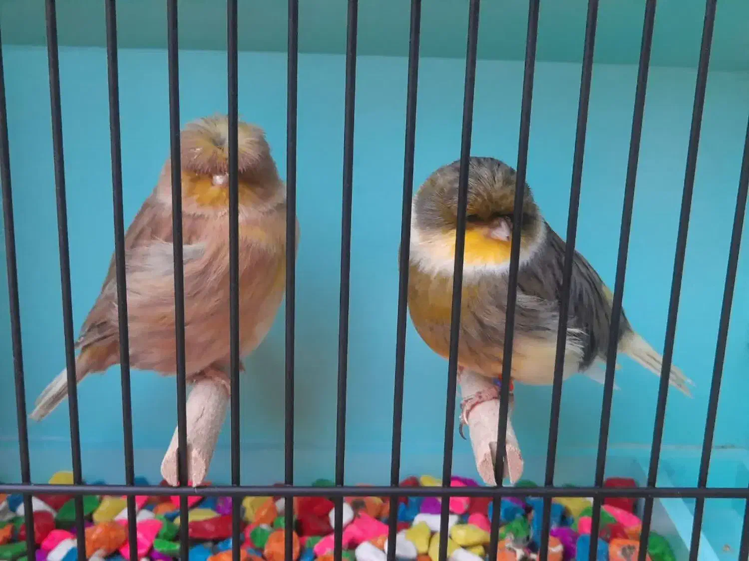 جفت قناری گلاستر اورجینال|پرنده|مشهد, سرافرازان|دیوار