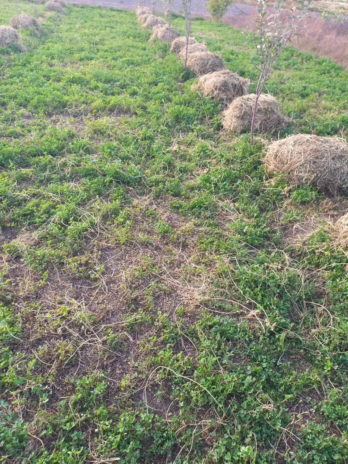 فروش یونچه|لوازم جانبی حیوانات|خوی, |دیوار