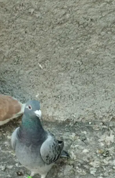 کبوتر مسافت طولانی فروشی|پرنده|فشاپویه, |دیوار