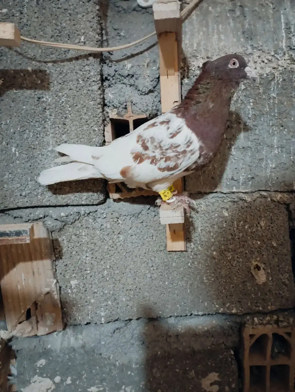 کبوتر رنگی بوم|پرنده|مشهد, چهاربرج|دیوار