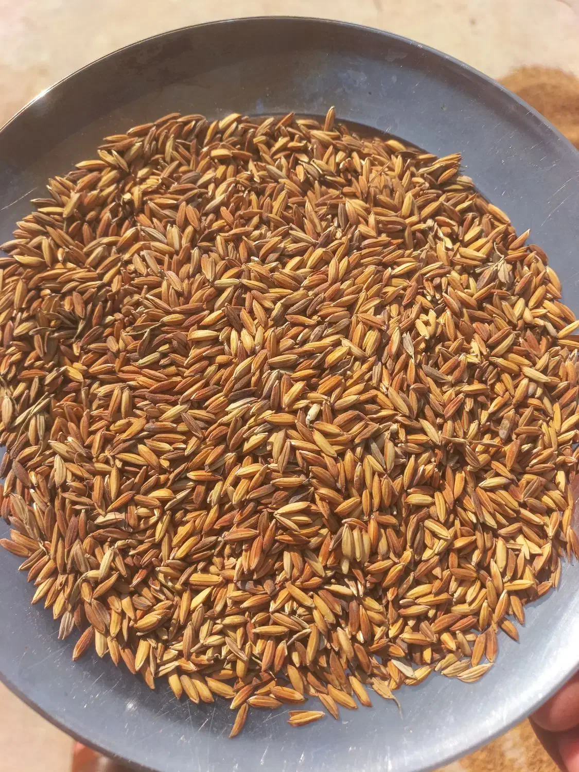 چلتوک تیلکی بذری یه دست ۴ تون دارم بذری خشک خشک|حراج|شوشتر, |دیوار