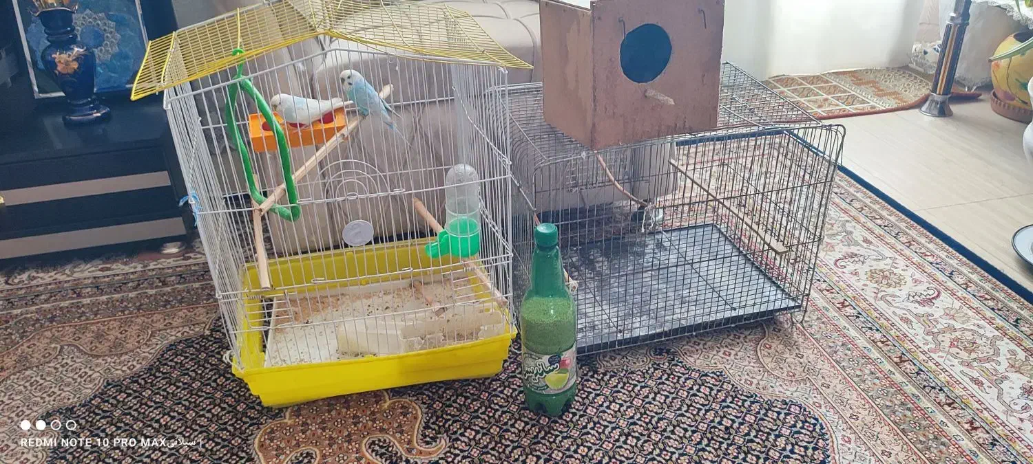 مرغ عشق|پرنده|اردبیل, |دیوار