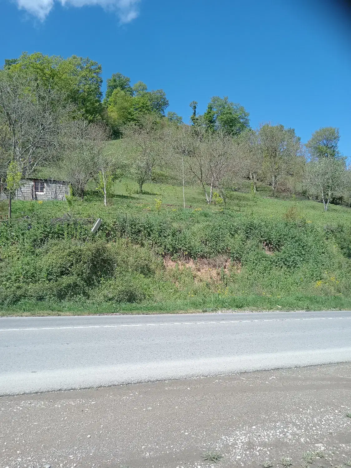 زمین باغ مسا حت 2500 متر|فروش زمین و ملک کلنگی|کیاسر, |دیوار