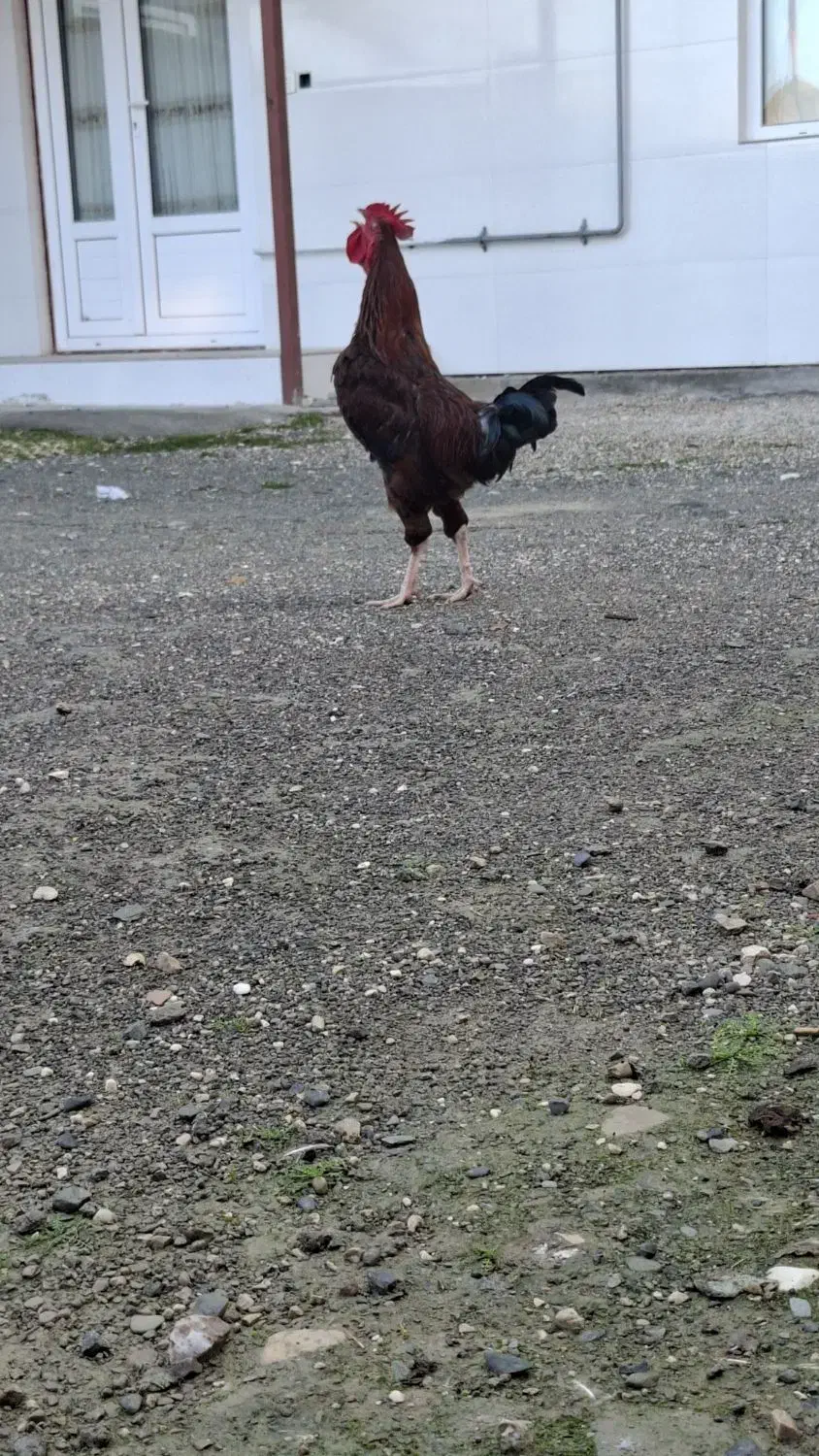 خروس محلی جوان|حیوانات مزرعه|بندر ترکمن, |دیوار