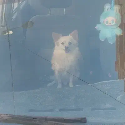 سگ پامر اشپیز روباهی|سگ|یزد, |دیوار