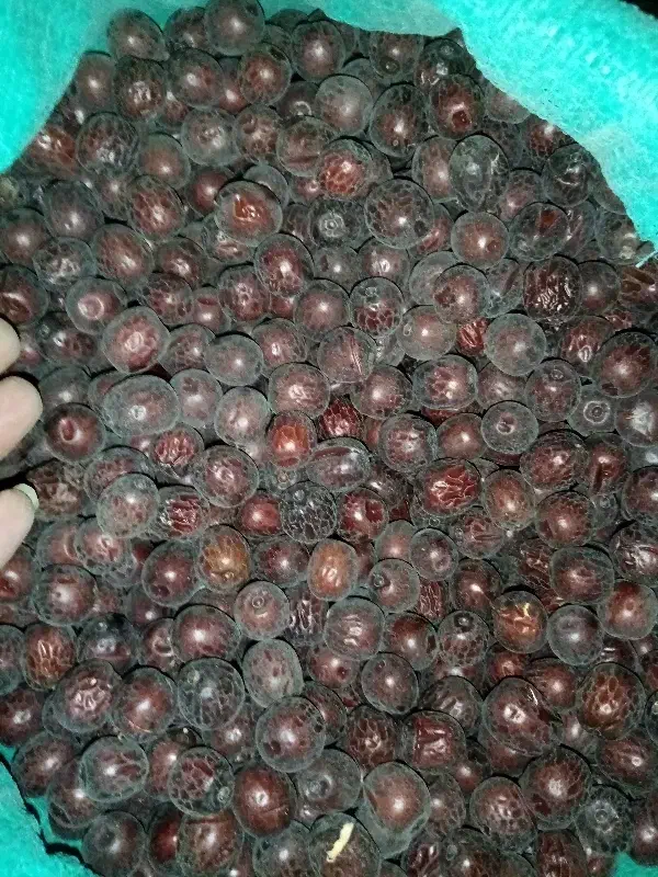 عناب|خوردنی و آشامیدنی|تهران, مخصوص|دیوار