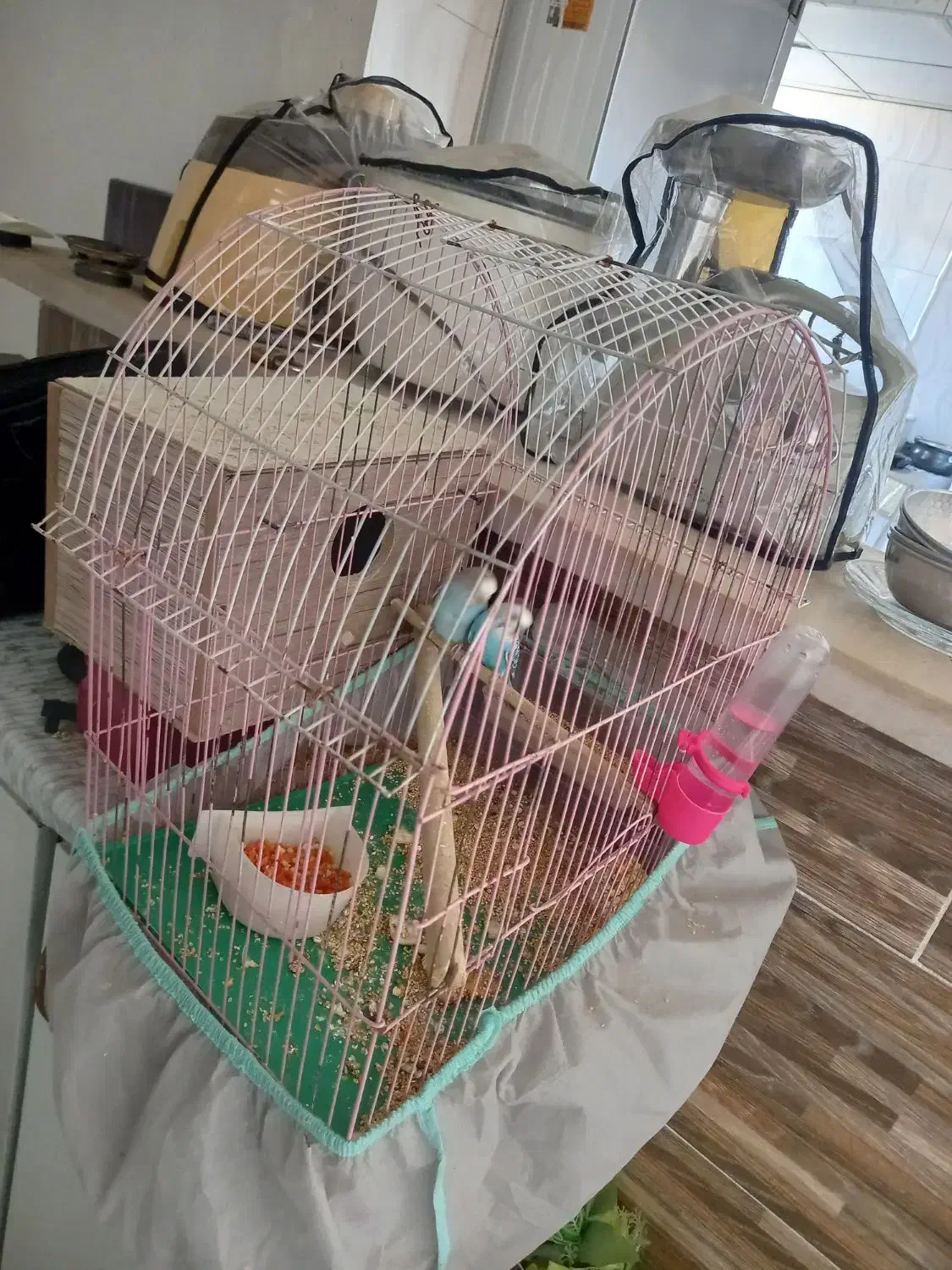 جفت مرغ عشق مولد|پرنده|کرمانشاه, |دیوار