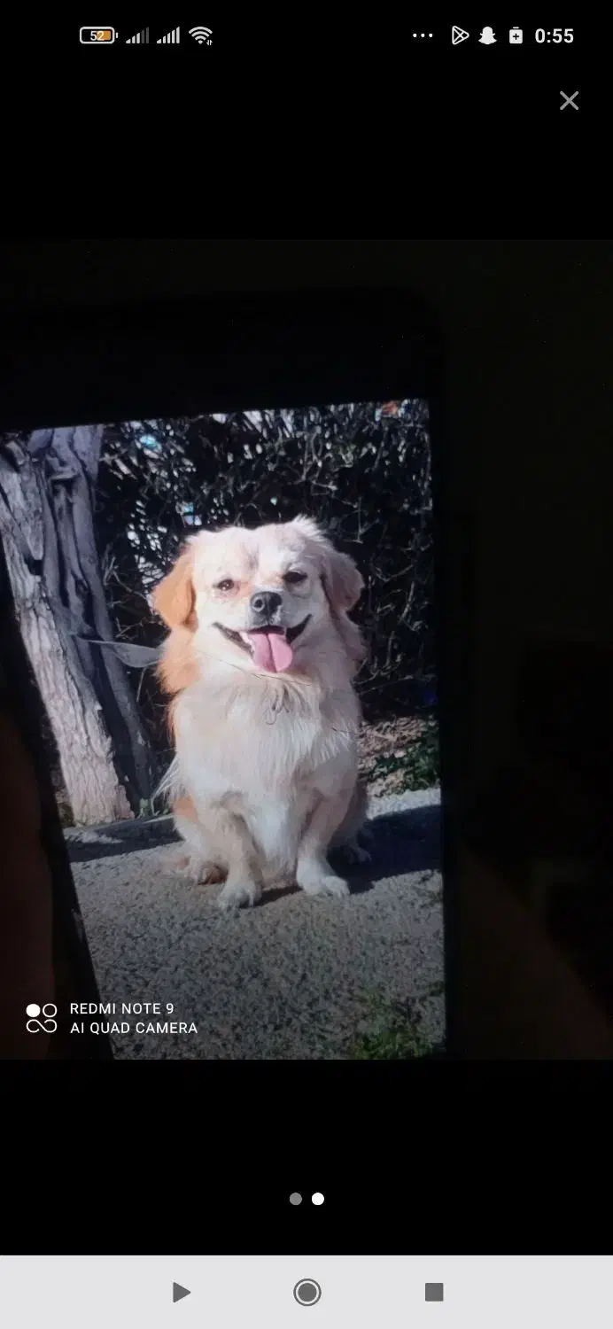 سگ گمشده|سگ|چهاردانگه (تهران), |دیوار