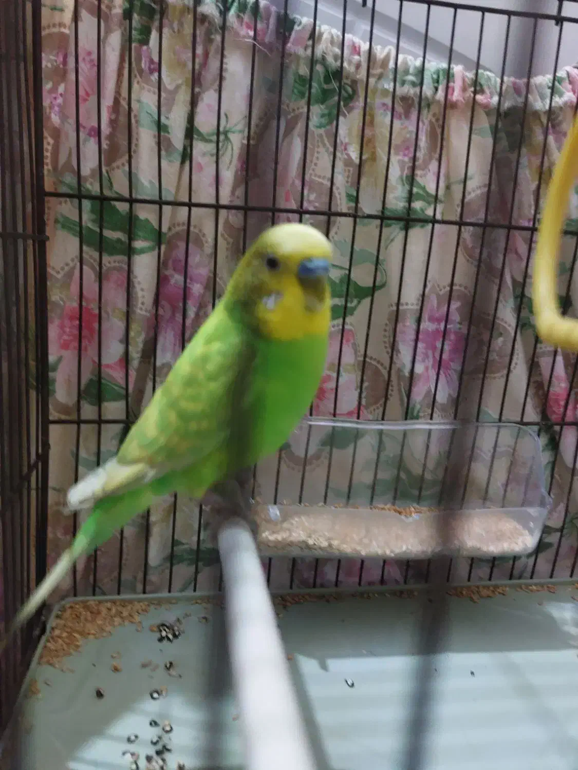 مرغ عشق نر|پرنده|اردبیل, |دیوار