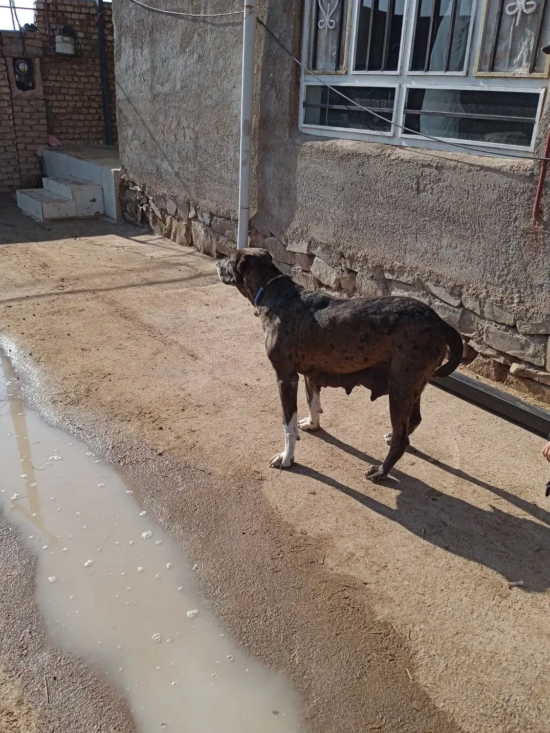 سگ ماده|سگ|فیروزه, |دیوار