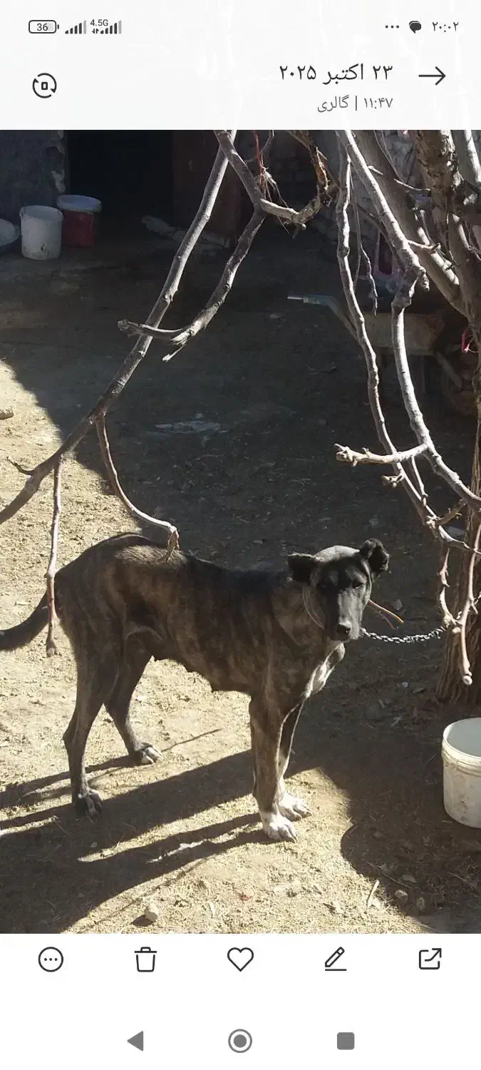 ماچ گله ای|سگ|شازند, |دیوار