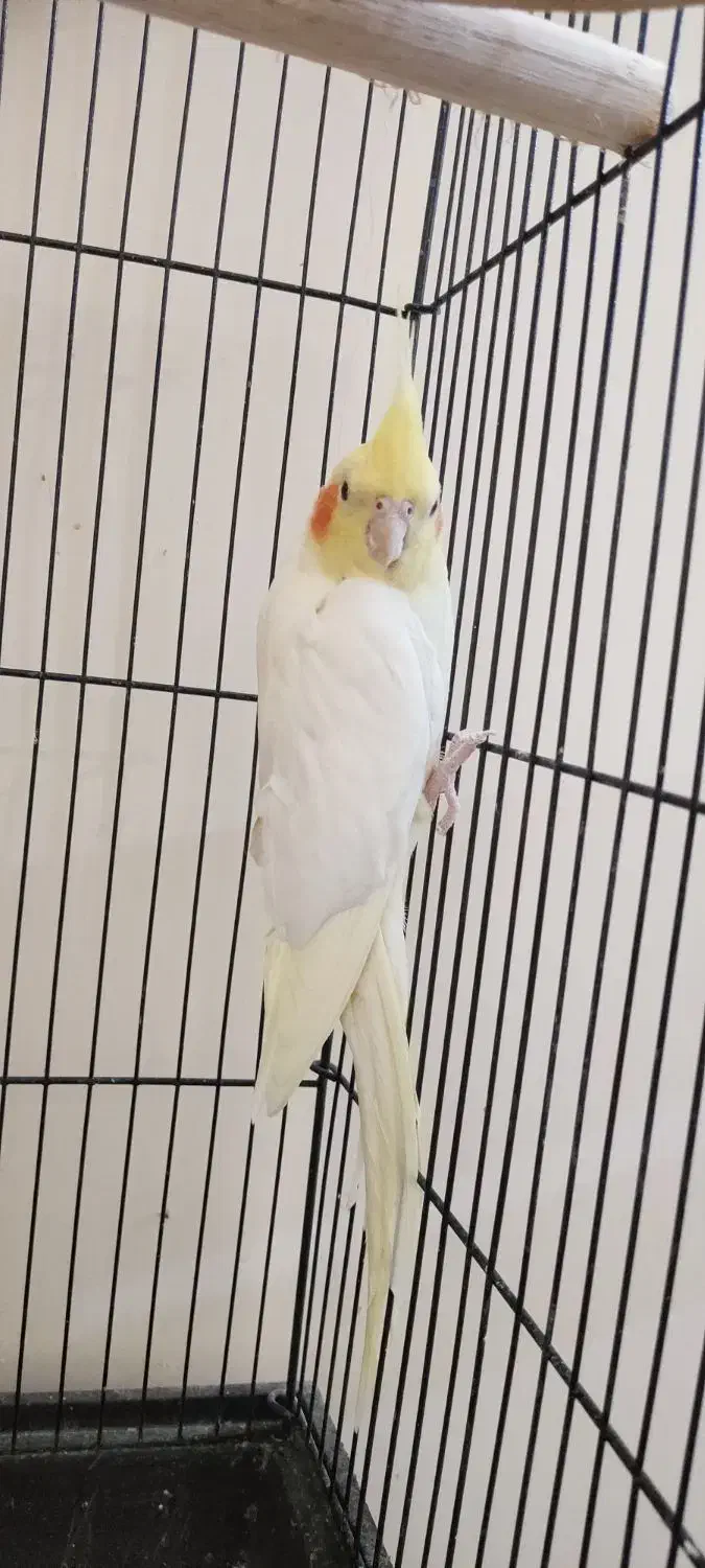 عروس هلندی ماده|پرنده|مشکیندشت, |دیوار