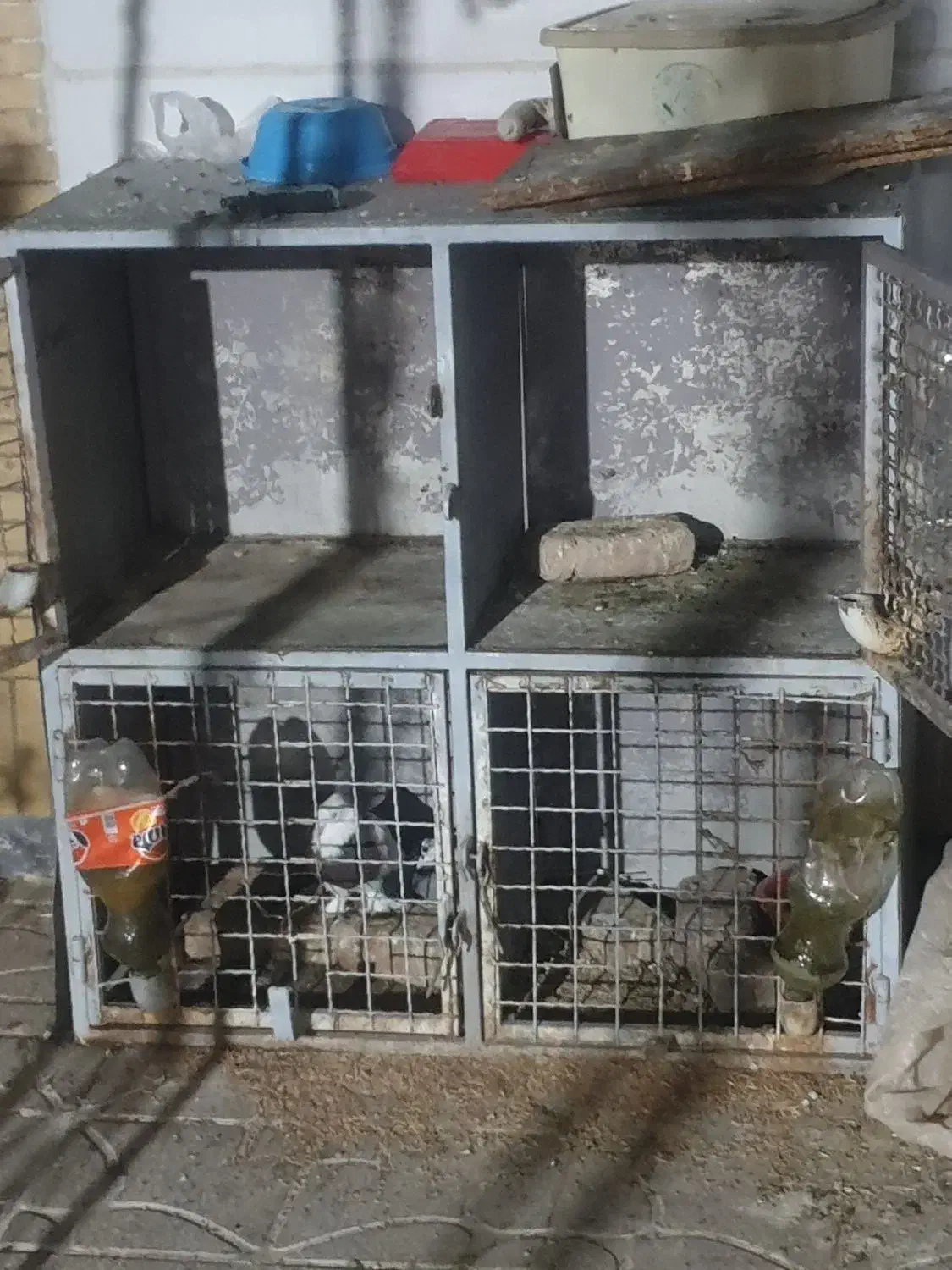 جفتگاه چهارتایی حتما توضیحات خوانده شود|لوازم جانبی حیوانات|بیرجند, |دیوار