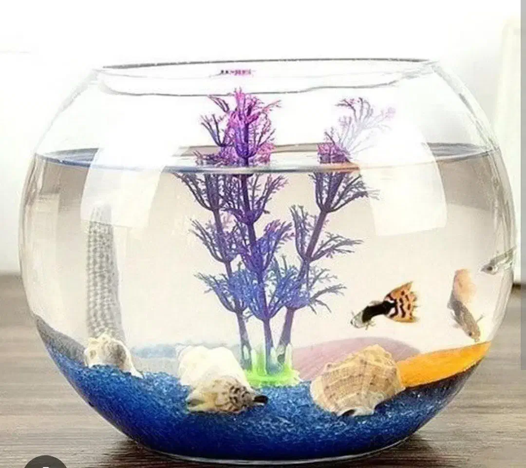 تنگ ماهی عمده|ماهی|قم, صفائیه|دیوار