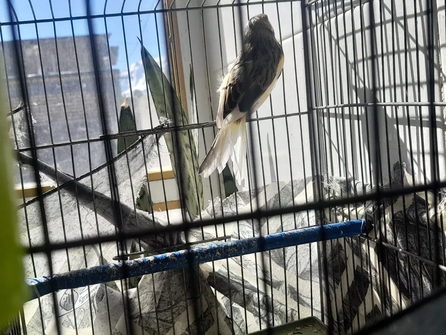 قناری نر|حیوانات مزرعه|فرخ‌شهر, |دیوار