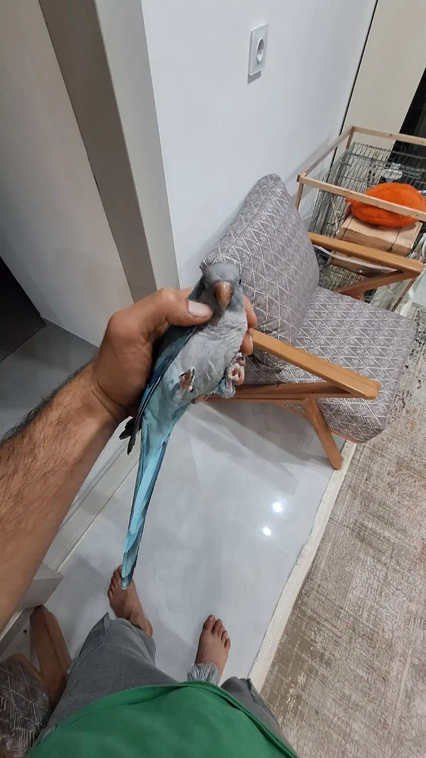 طوطی راهب نر|پرنده|علی‌آباد کتول, |دیوار