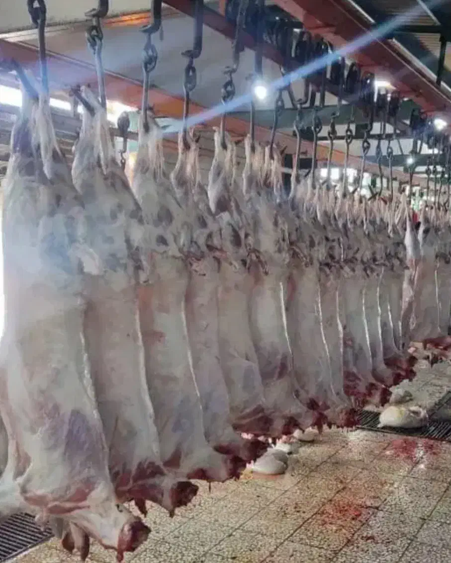 گوشت گوسفندی|خوردنی و آشامیدنی|اهر, |دیوار